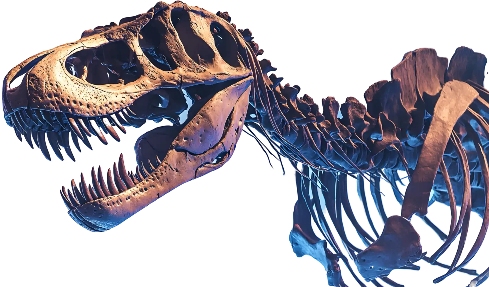 T Rex Skeleton